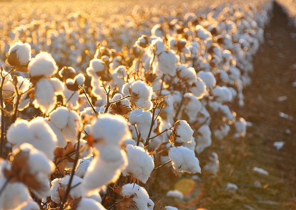 cotton quilt